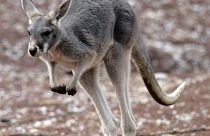 Un canguro australiano en pleno salto.