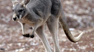 La population de kangourous a doublé en 10 ans en Australie