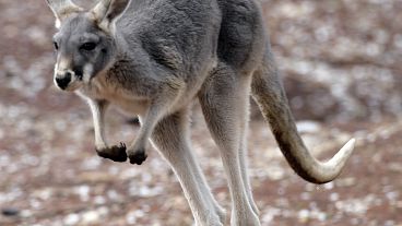 La population de kangourous a doublé en 10 ans en Australie