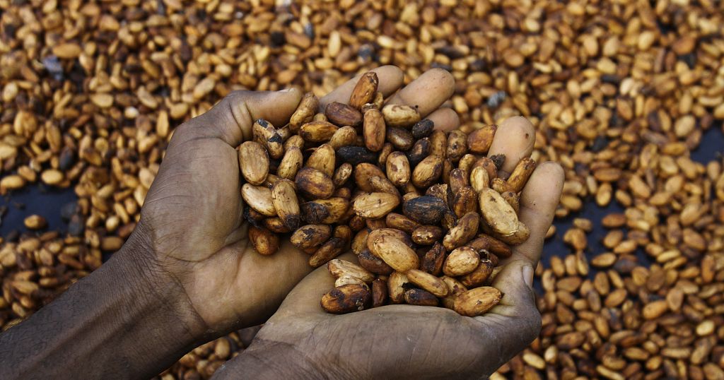 Cocoa exporters in Ivory Coast fear default as bean shortage hits hard