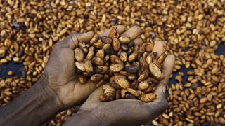 Cocoa exporters in Ivory Coast fear default as bean shortage hits hard