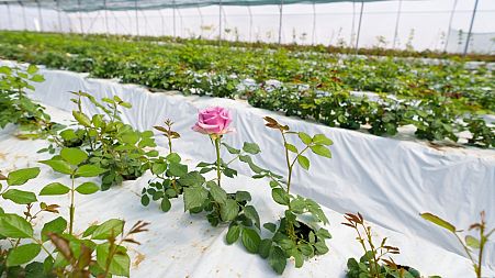 Mass farmed flowers have a worrying environmental footprint.