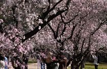 The almond blossom is typically a sign of Spring's arrival in Spain.