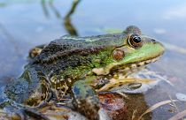 A Eurasian marsh frog. This species is hunted extensively in Turkey and parts of Asia.