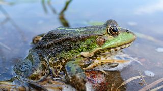 A Eurasian marsh frog. This species is hunted extensively in Turkey and parts of Asia.