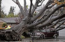 صورة أرشيفية لعمّال طوارئ يعملون على رفع شجرة بلوط عملاقة سقط عاصفة ممطرة على منزل ومركبة في سان خوسيه، بولاية كاليفورنيا الأمريكية، 11 ديسمبر 2014.