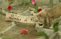 Nés en captivité, les deux lions blancs, Luana et Inti Kimba, vivent dans ce zoo péruvien depuis cinq ans