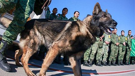 A handout image released by the Mexican Foreign Ministry shows rescue dog Proteo of the National Defense Ministry (SEDENA), upon arrival at the airport in Adana, Turkey,