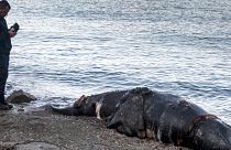 Elemento da marinha cipriota junto ao cadáver de uma das baleias encontradas mortas no Chipre