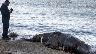 Les cétacés retrouvés sont des baleines à bec de Cuvier, ou baleines à bec d'oie