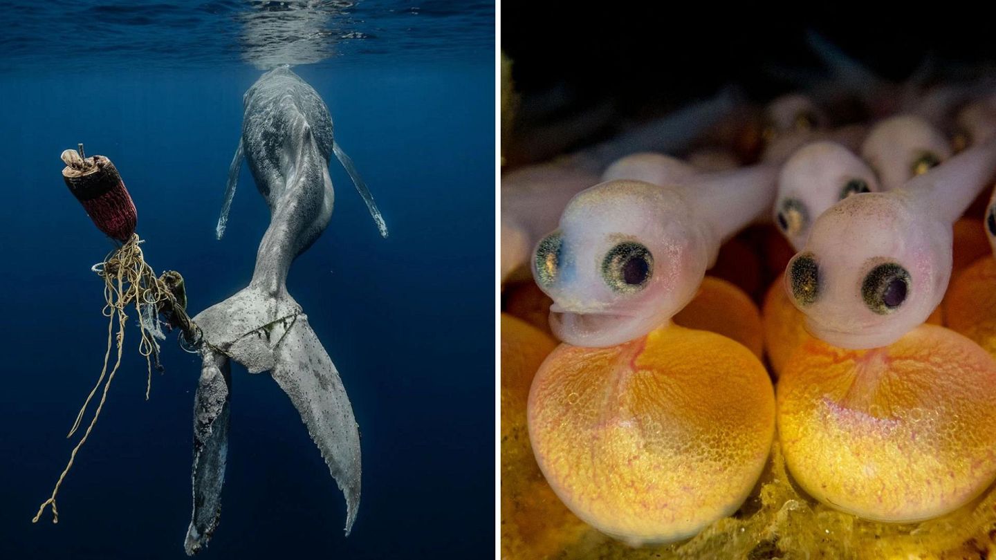 Home Page - Underwater Photographer of the Year