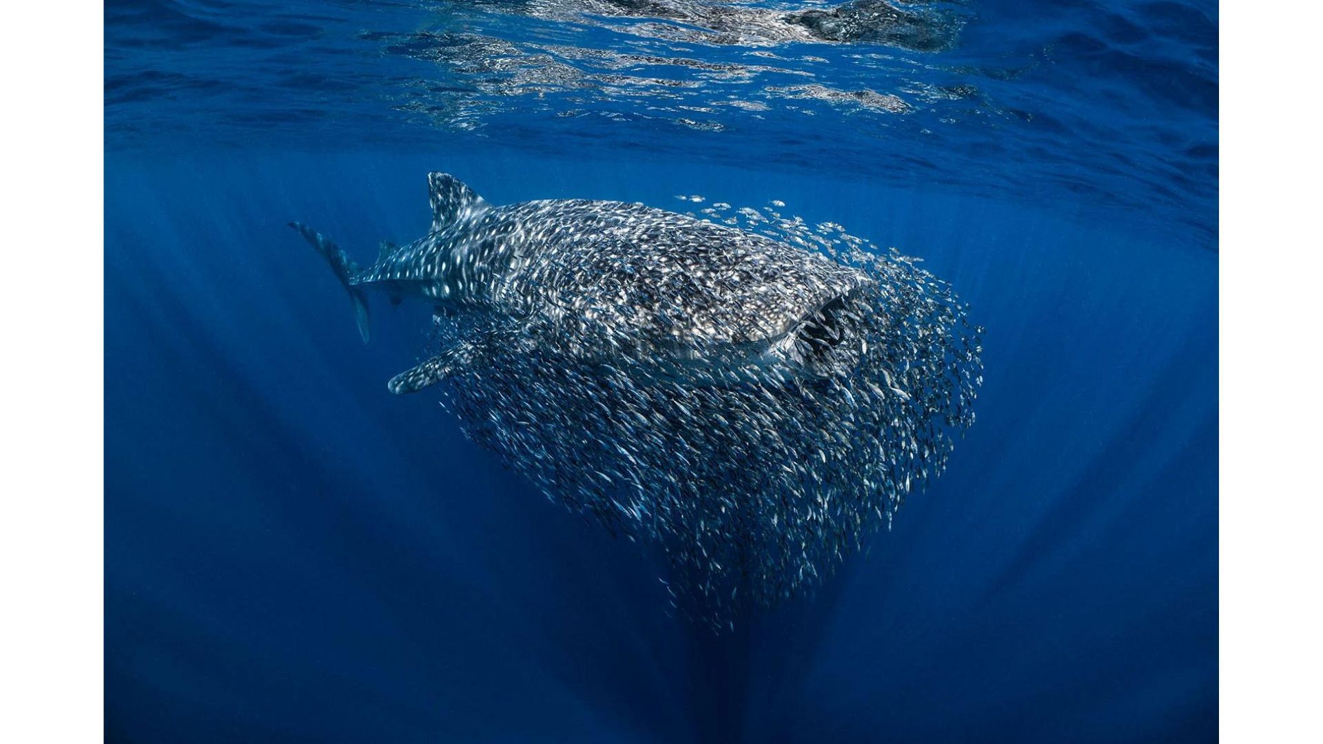 The Breathtaking Winners Of The Underwater Photographer Of The Year