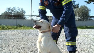 Search and rescue dog, Argo trains with her handler in Greece