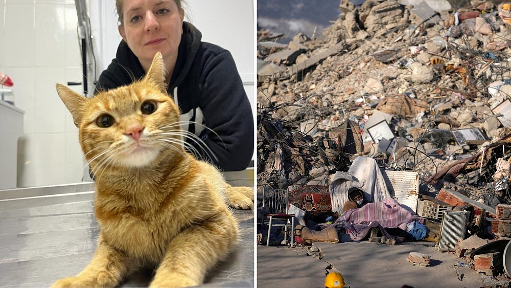 ‘Moments of hope’: Broken-boned cats rescued from the rubble in Turkey