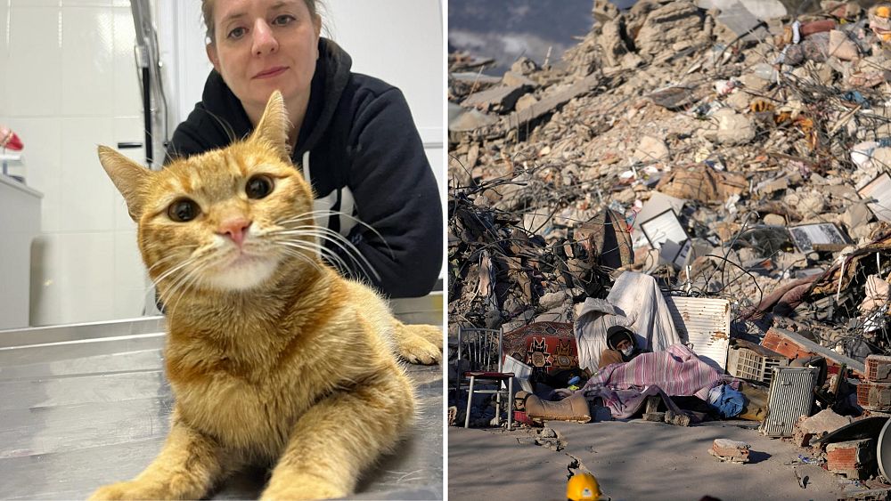 How can you help animals injured by the Turkey and Syria earthquakes?