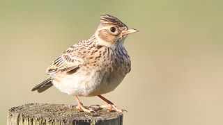Skylarks are among the red-listed birds permitted to be hunted for falconry in the UK.
