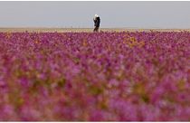 زهرة الخزامى البرية بصحراء السعودية 