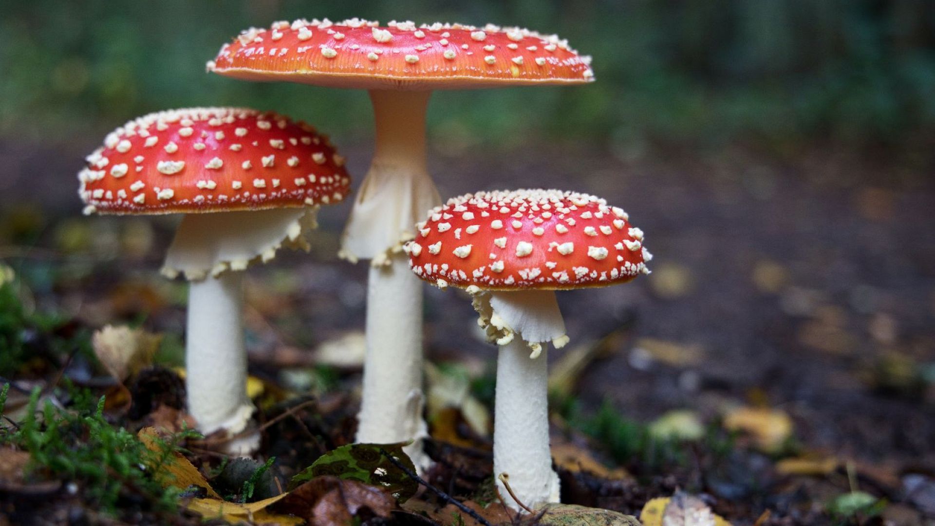 Funga: How Does The World’s First Fungi-powered Carbon Removal Project 