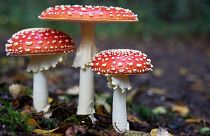 Rewilding forests with fungi is the ‘overlooked’ carbon removal solution we need, says ecologist