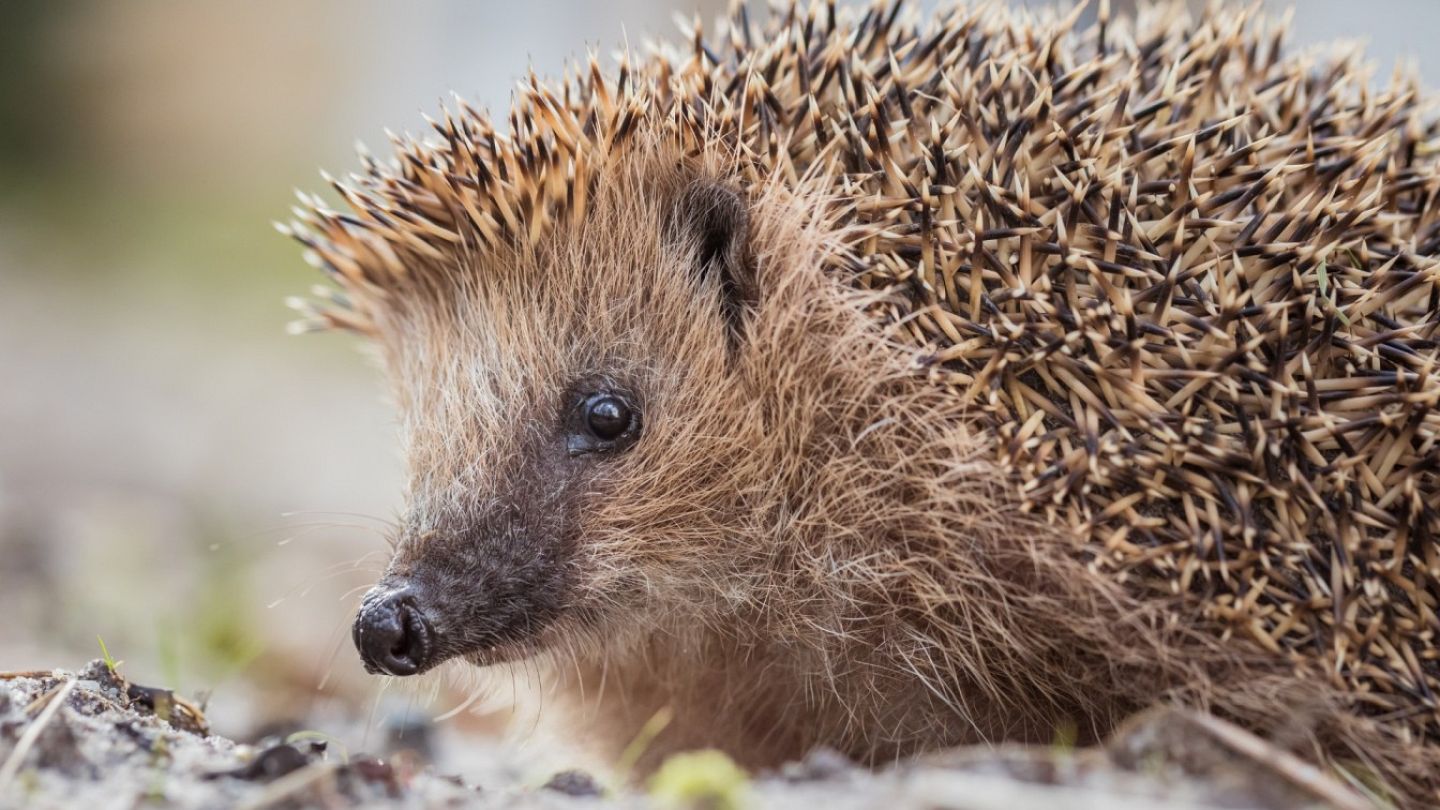 World's oldest European hedgehog could provide hope for the future of the  species | Euronews