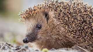 Hedgehogs are in decline across Europe.