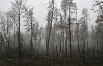 A burnt out forest seen near the village of Yampil, Ukraine. 