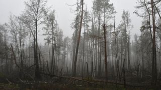 A burnt out forest seen near the village of Yampil, Ukraine. 