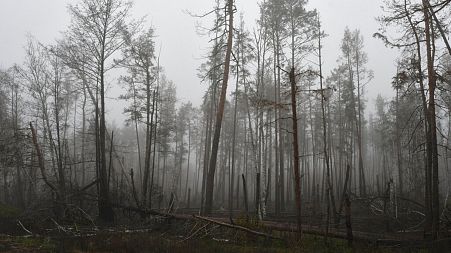 A burnt out forest seen near the village of Yampil, Ukraine.