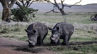 Botswana denounces rise in rhino poaching