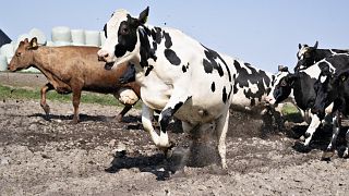 Cows are released to graze out in fields after having spent the winter indoor in the staples at Ny Lundgaard in Tjele, Jutland, Denmark.