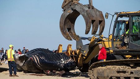 First responders and a Monmouth County work crew load a dead whale onto the back of a flat bed truck to be hauled away from Whiting Avenue Beach, New Jersey.