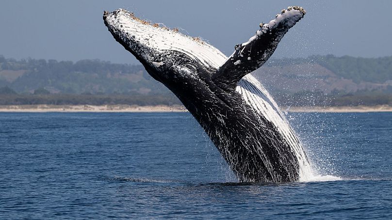Humpback whales are amongst the species who have washed up dead on America's Atlantic coast.