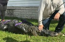 تمساح  ابتلع سيدة تبلغ 85 عاما في دار للمتقاعدين في فلوريدا 