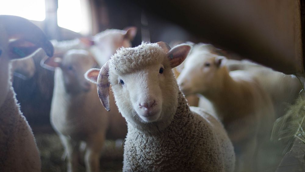 UK farmers to breed ‘low-emission sheep’ in bid to cut methane