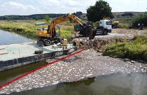 Döglött halak százai az Oderán a német határnál fekvő Krajnik Dolnyban 2022. augusztus 15-én.