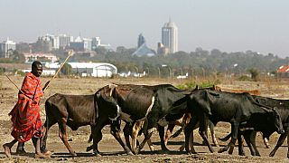 Maasai-Männer treiben ihr Vieh am Rande des Nairobi-Nationalparks auf die Weide, mit Nairobi im Hintergrund