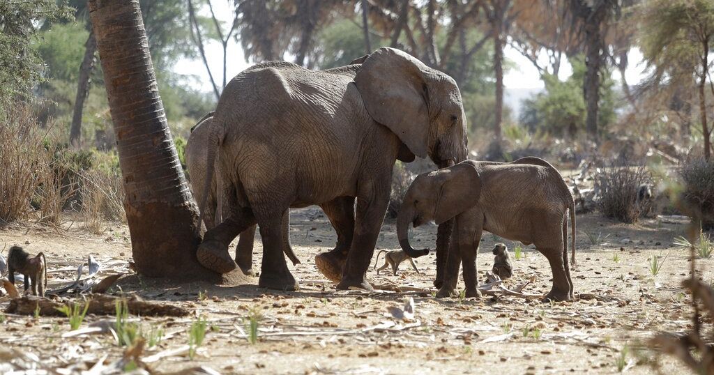 Tech company develops AI-powered anti-poaching system Tech company develops AI-powered anti-poaching system