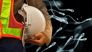 Workers who regularly lift or move heavy objects were found to have nearly 50 per cent higher sperm counts than desk-bound workers.