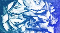 Bonga fish, commonly found in West Africa and an important source of protein for artisanal fishing communities, are held in a basket in Limbe, Cameroon