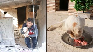 Volunteer travels 100 km a day to rescue animals in earthquake-hit  northwest Syria | Euronews