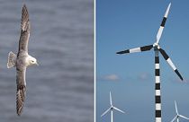 A northern fulmar, one of the at-risk marine birds, and the stripy wind turbine design that could help avoid collisions.