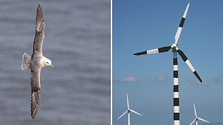 A northern fulmar, one of the at-risk marine birds, and the stripy wind turbine design that could help avoid collisions.