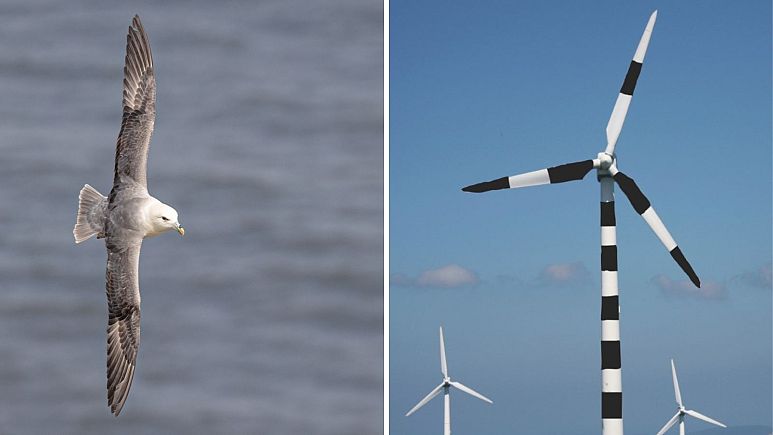 Ein paar Streifen auf Windturbinen könnten das Sterben von Seevögeln verringern, sagen Ornithologen
