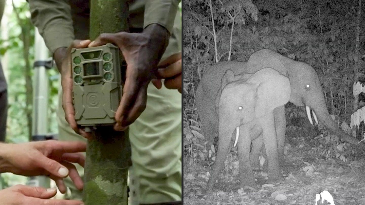 Catching poachers was almost impossible until this Dutch company invented a  new type of camera | Euronews