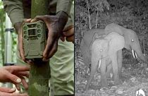 Hack the Planet have modified camera traps to provide real time information to rangers