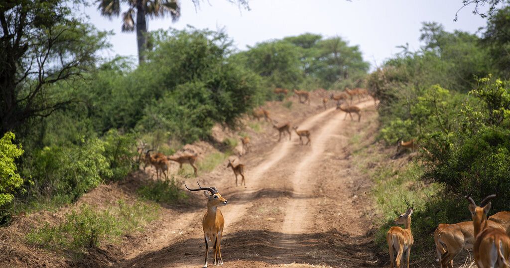 Oil drilling looks set to go ahead in Ugandan national park