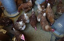 Çin'de kuş gribinden ilk ölüm