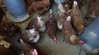 İngiltere kuş gribi salgınına karşı tavukları aşılamayı planlıyor