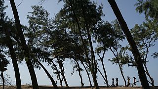 Les arbres du Sahel décomptés un par un pour être mieux préservés