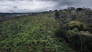 La déforestation tropicale réduit considérablement les précipitations